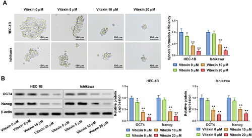 Figure 4. Vitexin suppresses endometrial cancer cell stemness capacity. HEC-1B and Ishikawa cells were treated with vitexin (0, 5, 10, 20 μM) for 24 h. (A) Stemness capacity of HEC-1B and Ishikawa cells was evaluated using sphere formation assay. (B) The protein levels of OCT4 and Nanog were measured using Western blots. *p < 0.05; **p < 0.01 vs. vitexin 0 μM group.