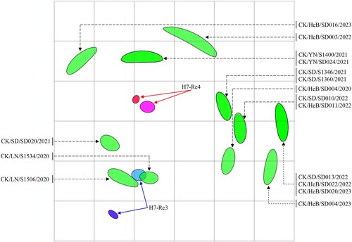Figure 5. Antigenic cartography of H7N9 viruses. The antigenic map was generated using the HI assay data shown in Table S1. Each unit in the coordinates represents a 2-fold difference in the HI titre. The ovals coloured red and dark blue represent the antisera generated from the H7-Re3 and H7-Re4 vaccine strains, respectively. The ovals coloured pink and light blue show the viruses H7-Re3 and H7-Re4, respectively. The ovals coloured green represent the test viruses.