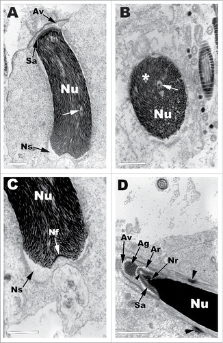 Figure 4. The middle stage of spermatid elongation within the seminiferous epithelium of Pelamis platarus. (A) The acrosomal vesicle (Av) has flattened and starts to envelop the elongating nucleus (Nu). The chromatin within the apical nucleus shows spiraling and large open nucleoplasmic spaces (white arrow) form. Sa, Subacrosomal space; Ns, nuclear shoulders. Bar = 2 µm. (B) The chromatin is shown condensing in a spiral fashion (*) with nucleoplasmic spaces (white arrow) abundant within the nucleus in CS. Bar = 2 µm. (C) Caudal end of nucleus shows the 2 shoulders (Ns), which are devoid of chromatin and can be seen lateral to the insert of the flagellum within the flagellar/nuclear fossa (Nf). Bar = 1 µm. (D) The acrosomal complex under high power. Av, acrosomal vesicle; Ag, acrosomal granule; Ar, acrosomal lucent zone; Nr, nuclear rostrum; Sa, subacrosomal space, large black arrowheads, desmosomes; small single black arrowhead, epinuclear lucent zone. Bar = 1 µm.