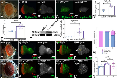 Figure 6. Downregulation of M1BP triggers autophagy. (A) ey-Gal4 adult eye. (B, B’, C, C’) Eye-antennal imaginal discs stained with pan neuronal marker Elav (red) and assessed for changes in expression of Atg8a-mCherry (green) reporter. (B’, C’) Eye antennal imaginal disc showing split channel for Atg8a-mCherry expression. (B, B’) ey-Gal4 control discs. (C, C’) Downregulation of M1BP in the entire developing eye (ey>M1BPRNAi). (D) Quantification of Atg8a-mCherry intensity conducted using Fiji/ImageJ software (NIH) using standard 100X100 pixel ROI. ROI is shown as yellow dashed boxes. (E) Relative expression of Atg8a at the transcriptional level using quantitative real time PCR (qRT-PCR) in ey>M1BPRNAi and ey-Gal4 control eye-antennal imaginal discs. (F) Levels of Atg8a in a semi-quantitative Western Blot shows higher levels of autophagy activation in ey>M1BPRNAi compared to ey-Gal4 control. The tubulin bands serve as internal loading control for normalization. The quantification of Atg8a band intensity reveals a significantly higher level in ey>M1BPRNAi when compared to ey-Gal4. (G, H, H’, I, I’) Blocking autophagy in the entire eye using Atg8a mutant (ey>Atg8a+/-) results in a near wild-type eye. Blocking autophagy using Atg8a mutant in ey>M1BPRNAi background (H, I, I’, J, J’) ey>M1BPRNAi+Atg8a+/- can rescue the eye suppression phenotype. Eye antennal imaginal discs of indicated genotypes stained for (H, K) Wg (green), (I, L) pJNK (green) and pan-neuronal marker Elav (red). Eye-antennal imaginal discs showing split channel for (H’, K’) Wg and (I’, L’) pJNK staining. (M) Graphical representation of adult eye phenotype frequency. The genotypes depicted in the graph are 1: ey-Gal4, 2: ey>M1BPRNAi, 3: ey>M1BPRNAi+Atg8a+/-. Statistical significance with eyGal4 and ey>M1BPRNAi are depicted using # and * respectively. (N) pJNK intensity quantification using Fiji/ImageJ software (NIH). The genotypes depicted in the graph are 1: ey-Gal4, 2: ey>M1BPRNAi, 3: ey>M1BPRNAi+Atg8a+/-. Quantification was performed using standard 100X100pixels ROI. ROI is shown as yellow dashed boxes. Graphs were plotted with mean +/- SEM. Statistical significance in each graph is shown by p-value: ****p<0.0001, ***p<0.001; **p<0.01; *p<0.05. The orientation of all imaginal discs is identical with posterior to the left and dorsal up. The magnification of all eye-antennal imaginal discs is 20X and adult eyes are 10X unless specified.
