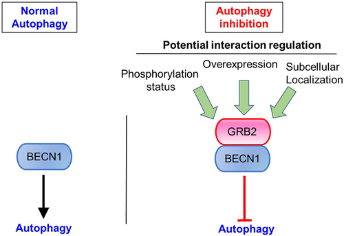 Figure 1. GRB2 interacts with BECN1 and inhibits autophagy.