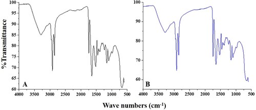 Figure 5. FTIR spectrum of IONPs synthesized using CW (A) and GT (B) milk.