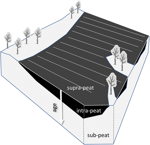 Figure 1. Schematic cross-section of a bog remnant with surrounding drylands and indicating the stratigraphical distinction between supra-peat, intra-peat, and sub-peat layers. The three layers harbour different types of cultural remains (cf. Gearey et al. Citation2010). Mineral soils represented in light grey, peat soils in black.