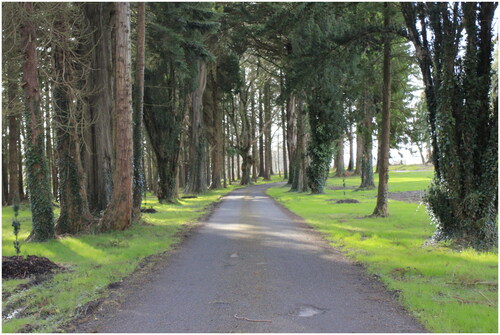 Figure 6. Road in woods image.