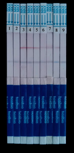 Figure 10. Serial dilution of HAV vaccine strain H2 template detected by RT-MIRA-LFD. 1: water template; 2: human genome template; 3: 105 copies/μl template; 4: 104 copies/μl template; 5: 103 copies/μl template; 6: 102 copies/μl template; 7: 10 copies/μl template; 8: 1 copy/μl template; 9: 0.1 copy/μl template.