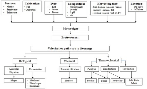 Figure 2. Valorisation pathways route for macroalgae to bioenergy.
