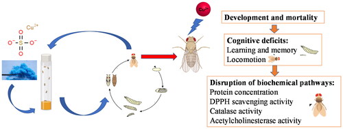 Figure 7. The toxicity of copper metal (Cu) on flies through behavioral and biochemical assays.
