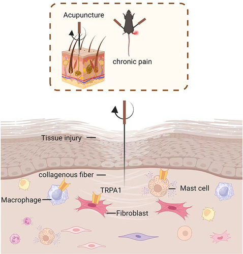 Figure 5 The involvement of TRPA1 in the initiation mechanism of acupuncture ST36 for alleviating arthritis pain in mice. Mechanical stimulation by acupuncture causes winding of collagen fibers in the acupoint area, and stimulates TRPA1 ion channels in mast cells, macrophages, and fibroblast cell membranes, converting mechanical signals into bioelectrical signals. (The arrows represent a larger view of ST36.).