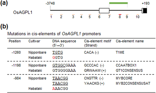 Figure 3. Comparison of nucleotide sequence of OsAGPL1 promoters. (a) Diagram of OsAGPL1 promoter in Nipponbare. Amplified positions in previous ChIP-qPCR analysis (Fukayama et al., Citation2021) are shown in pink and red bar. Especially, the position enriched by ChIP are shown in red bar. The position amplified by PCR for sequence analysis are shown in green bar. (b) Mutations in cis-elements of OsAGPL1 promoters among six cultivars. Cis-elements which have nucleotide mutations compared to Nipponbare are listed, and mutated nucleotide is coloured in red. The nucleotide sequences of cis-elements are underlined. Position is based on the numbers from the translation initiation site.