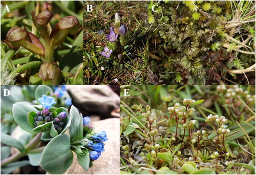 Figure 2 Threatened species present on Fair Isle as classified by the Vascular Plant Red List (Cheffings et al., Citation2005): (A) Coeloglossum viride (VU), (B) Gentianella campestris (VU), (C) Hymenophyllum wilsonii (NT), (D) Mertensia maritima (NT), (E) Radiola linoides (NT).