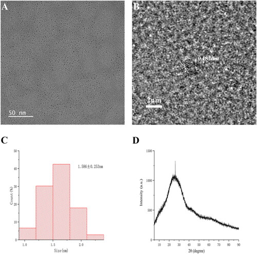 Figure 2. The morphology characterisation of ZR-CDs. (A) Transmission electron microscopy image. (B) High-resolution transmission electron microscopy image. (C) Particle size distribution histogram. (D) X-ray diffraction pattern.