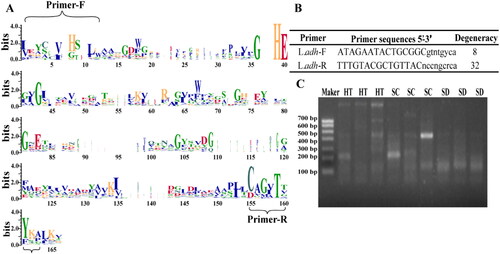Figure 2. Design and verification of degenerate primers.(A) WebLogo of the amino acid sequences of 51 L.ADH, (B) Degenerate primers, and (C) the electrophoretogram of the amplification by degenerate primer.