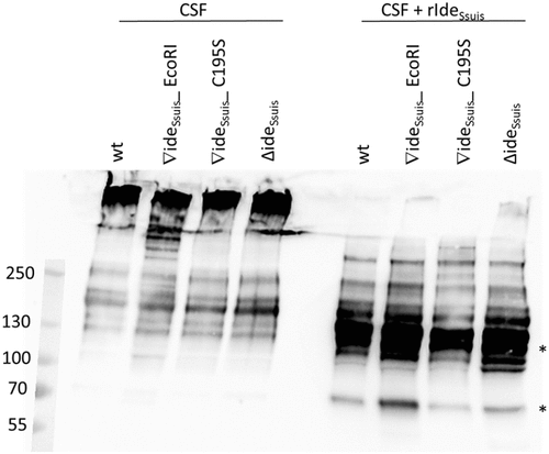 Figure 10. IgM Western blot analysis of cerebrospinal fluid (CSF) of experimentally infected piglets with acute meningitis and high intracerebrospinal S. suis burden reveals only intact IgM. Piglets were intranasally infected with the indicated strains and the CSF of one pig with meningitis of each infection group was analyzed for the presence of IgM cleavage products by anti-IgM Western Blot analysis under non-reducing conditions with a monoclonal anti-IgM antibody. Protein concentrations in the CSF were adjusted before loading the 6% polyacrylamide gel. As a control (lanes 7–10), CSF of the same piglets was incubated with 5 µg/ml rIdeSsuis. Asterisks indicate IgM cleavage products for the last positive lane. Marker bands (in kDa) are shown on the left-hand side.