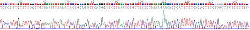 Figure 4. The Sanger sequence of the HAV plasmid DNA product generated using primer a1.