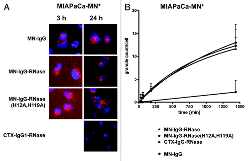 Figure 6. Internalization of fluorescently labeled MN-specific IgG-RNases. IgGs, IgG-RNases and control constructs were chemically conjugated with CypHer 5E and incubated for up to 24 h on MIAPaCa-MN+ cell overexpressing MN antigen. CTX-IgG-RNase was used as control. (A) Fluorescence microscopy was performed after different time points, images after 3 and 24 h are shown as examples. Hoechst 33342 was used to counter stain for nuclei. (B) Internalization was quantified by counting of red fluorescent granules per cell for up to 24 h.