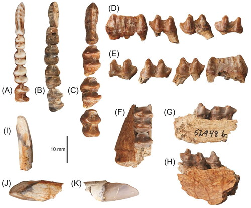 Fig. 3. Left p3–m4 of A, Dorcopsis luctuosa specimen C M3646 and B, Dorcopsoides fossilis specimen FU 0356, in occlusal view; C–E, left p3 and m2–4 of Dorcopsoides buloloensis referred specimen NHMD 193280 in occlusal, buccal and lingual views; F–H, M2 and partial M3; and I–K, right i1 of D. buloloensis referred specimen NHMD 193282 in occlusal, lingual and buccal views.