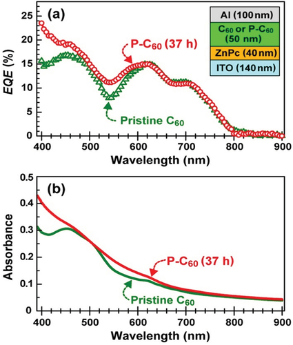 Figure 16. (a) EQE spectra of [ITO (140 nm thick)/ZnPc (40 nm thick)/C60 (50 nm thick)/Al (100 nm thick)] (green), and [[ITO (140 nm thick)/ZnPc (40 nm thick)/P-C60 (50 nm thick)/Al (100 nm thick)] (red) OPV cells, and (b) UV-vis-NIR spectra of pristine (green) and photopolymerized (red) C60 films in a wavelength region of 400–900 nm [Citation13].