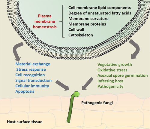 Figure 2. Schematic diagram of the effects of cell membrane homeostasis on the growth and development of pathogenic filamentous fungi. This involves interactions between membrane lipid components, transmembrane proteins, cytoskeletal, and cell wall components, as well as the formation of membrane curvature, to maintain the integrity of the cell membrane assembly, structure, and function in pathogenic fungi at various stages of cell development, thus maintaining homeostasis of the cell membrane and contributing to fungal virulence. The blue and green notes respectively represent cell membrane homeostasis involved in the activity of filamentous fungi at the cytological level and microbial onto developmental level.