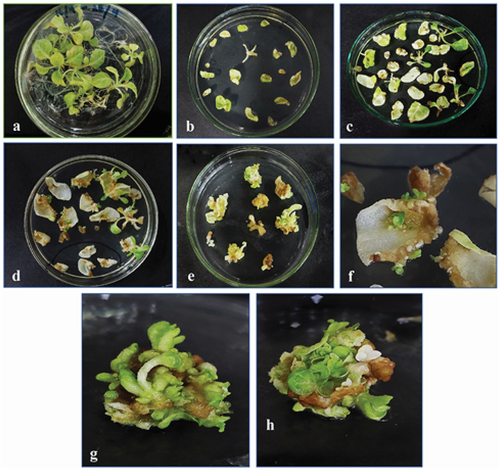 Figure 10. Regeneration of transformed tobacco from leaf and stem explants growing on selection media. (a) 2-month-old young tobacco plant, (b) explants placed on selection media after infection, (c, d) direct regeneration of new plants from stem explants, (e) calli emerging from cut edges of leaf explants, (f) small plants emerging from leaf explants, (g, h) 21 days old callus, showing shoot regeneration.
