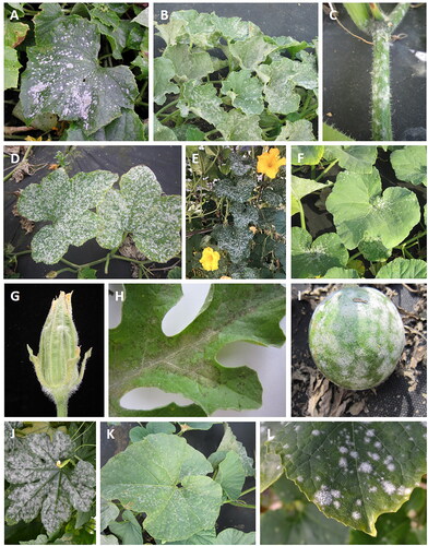 Figure 1. Macroscopic symptoms of cucurbit powdery mildew on leaves, stems, flower and fruit of eight representatives of Cucurbitaceae: (A) cucumber (Cucumis sativus); (B,C) melon (Cucumis melo); (D,E) summer squash (Cucurbita pepo); (F,G) winter squash (Cucurbita moschata); (H,I) watermelon (Citrullus lanatus); (J) bitter gourd (Momordica charantia); (K) bottle gourd (Lagenaria siceraria); (L) wax gourd (Benincasa hispida). Photo credits: B. Sedláková (A–D, F–I, K–L), N. Dhillon (E,J).