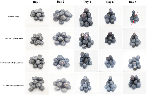 Figure 7. Photographs showing the decay of blueberries during 8 days at room temperature.