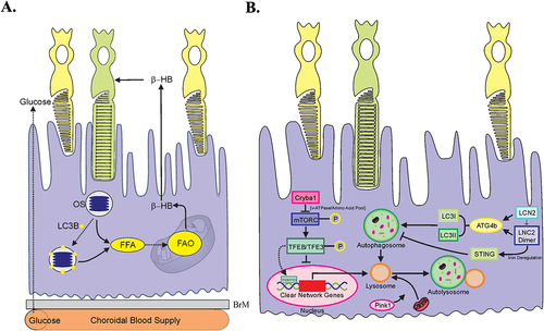 Figure 6. Schematic representation of autophagy in RPE metabolic health and inflammation. (A) Schematic representation depicting the interrelationship between LC3B associated phagocytosis and RPE- fatty acid oxidation. Oxidation of OS derived fatty acids provides B-Hydroxybutyrate (B-HB) and spares glucose for use by the photoreceptor rod cells as depicted. (B) Autophagy deregulation in Cryba1 cKO RPE cells. In the RPE cells, the lysosomal luminal proteinβA3/A1-crystallin (encoded by Cryba1 gene) binds to vATPase and PAT4. Loss of βA3/A1-crystallin specifically in the RPE (Cryba1 cKO mice) leads to increased lysosomal pH, elevated levels of cytosolic amino acids, activation of mTORC1 signaling, decline in TFEB nuclear translocation and CLEAR network gene expression, along with a decrease in basal autophagy, including mitophagy. Further, in the RPE cells from Cryba1 cKO mice and human AMD donors, there is an elevated level of the LCN2 homodimer, a pro-inflammatory adipokine, which unlike its monomeric counterpart, has a higher half-life in the body and is unable to chelate iron. On the other hand, the LCN2 monomer is required for autophagy regulation, as it can form a complex with ATG4BLC3, thereby regulating ATG4B activity and LC3-II lipidation in the RPE cells. However, in the diseased state, the upregulation of the homodimer variant triggers accumulation of iron and subsequent activation of the cGAS/STING-mediated inflammasome pathway. The increased level of the homodimer also blocks the complex formation with ATG4B-LC3, resulting in altered LC3 lipidation and compromised autophagosome processing.