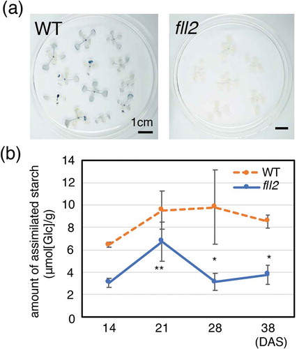 Figure 5. Accumulation of assimilated starch. (a) Iodine staining of the leaves of the fll2 mutant (fll2) and the wild-type (WT) plants at 14 DAS 8 h after the light period started. Scale bars = 1 cm. (b) Time course representation of the amount of assimilated starch in the leaves of the fll2 mutant (fll2) and the wild-type (WT) plants (n = 3) at 14, 21, 28, and 38 DAS. The leaves were harvested at 7 h after the light period started. Means that differed significantly are indicated by asterisks (P < 0.05) or double asterisks (P < 0.01). The error bars represent the means ± SDs