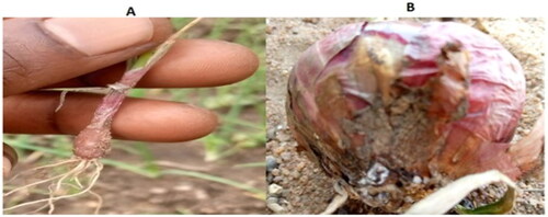 Plate 2. (a) Onion plant with rotten neck and bulb that turned brown and water-soaked. (b) Bulb showing basal rot with white fungal mycelial growth.