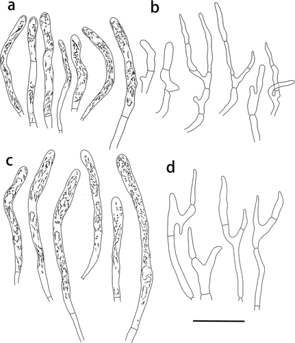 Figure 10. Russula shigatseensis (HMAS287389, holotype), pileipellis. (a) Pileocystidia near the pileus centre. (b) Hyphal terminations near the pileus centre. (c) Pileocystidia near the pileus margin. (d) Hyphal terminations near the pileus margin. Cystidial contents as observed in Congo Red. Scale bar = 10 μm.
