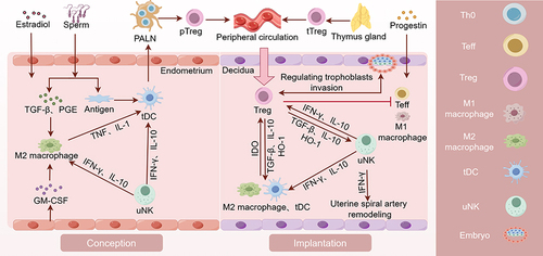 Figure 1 Mechanisms of Treg Cells in Female Pregnancy. Estrogen and semen recruit macrophages and DCs, which promotes their polarization towards M2 macrophages and tDC phenotypes. tDCs uptake paternal antigens in semen and transport them to the PALN draining the uterus. Under the stimulation of paternal antigens, Th0 cells in PALN differentiate into pTreg cells. pTreg cells and tTreg cells converge in the peripheral circulation and re-enter the uterine cavity during the implantation stage to exert their functions. Decidual Treg cells restrict Teffs by secreting IL-10 and TGF-β and expressing CD25, CTLA4 and PD-L1, which directly promotes the embryo implantation. Additionally, they work in collaboration with decidual immune cells to promote decidualization and enhance endometrial receptivity. Treg cells not only directly inhibit Teffs and M1 macrophages, but also work in collaboration with M2 macrophages, uNK, and tDC cells to promote trophoblast invasion and vascular remodeling. PALN, para-aortic lymph node. (By Figdraw).