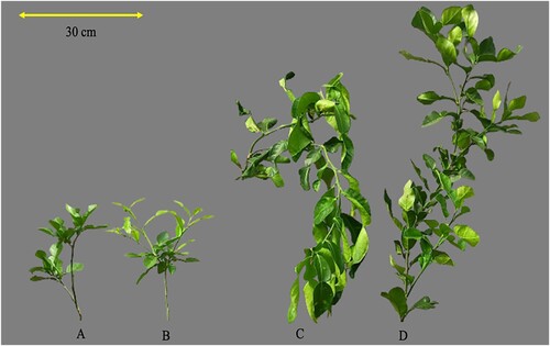 Figure 2. Morphological appearance of kaffir lime flush at 4 WATs subjected to various treatments: defoliation and drought stress (A); only defoliation (B); only drought stress (C); control (D). Note: The yellow line in the figure is equal to 30 cm.