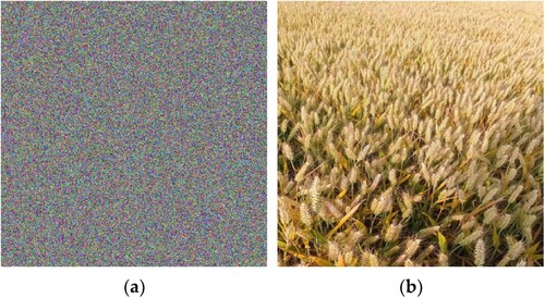 Figure 5. Wheat image encryption with Gaussian white noise. (a) Encrypted image; (b) Decrypted image.