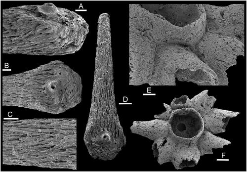 Fig. 5. Chancelloria sp. from Siberia. A–D, SMNH X3416, from sample 6/66.2, calcium phosphatic internal mould of a distal ray with imprints of diagenetic large elongate crystals from the inner surface of the now dissolved sclerite wall, Emyaksin Formation, Cambrian Stage 3, Atdabanian Regional Stage, Northern Siberia (Kouchinsky Citation2000, fig. 1; Kouchinsky et al. Citation2015, fig. 34A). E, F, SMNH X11100, from sample 19/12.75, phosphatized articulated sclerite with broken off rays, showing original microstructural fibres of the wall replicated by calcium phosphate, detail in F. Erkeket Formation, Cambrian Stage 4, Botoman Regional Stage, Northern Siberia (Kouchinsky et al. Citation2022, fig. 36S). Scale bars: 50 µm (A–C, E); 100 µm (D, F).