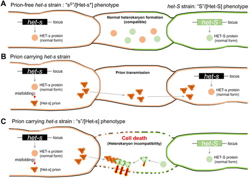 Figure 1. het-s/S alleles based heterokaryon incompatibility system in Podospora anserina. (A) When a prion-free het-s strain ([Het-s*] strain) fuses with a het-S strain ([Het-S] strain), results in viable heterokaryotic cells; heterokarton compatibility. (B) In the het-s strain, HETs can exist in at least two different forms: a soluble monomeric (normal) form and high-molecular-weight aggregated (or prion amyloid) form. This conformational change (transition to the [Het-s] prion form) of the HET-s protein occurs spontaneously and results in the [Het-s] prion being transmissible. (C) When a [Het-s] prion-carrying strain was fused with a het-S strain, the fused cells undergo cell death. Details are described in the section entitled “[Het-s] prion has functional amyloid.”
