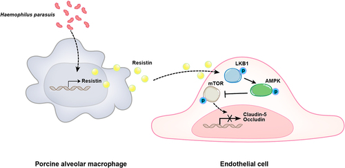 Figure 9. Schematic diagram of the potential cell signalling mechanisms responsible for resistin-induced endothelial cell dysfunction during H. parasuis infection. H. parasuis stimulated PAMs to secret resistin, which inhibited claudin-5 and occludin expression in PAECs through the LKB1/AMPK/mTOR pathway, thereby damaging the endothelial cell monolayer integrity.