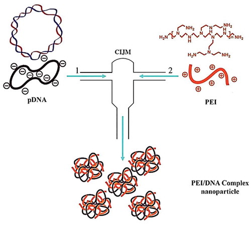 Figure 4. Schematic of the confined impinging jet (CIJ) device used to fabricate polyelectrolyte complex nanoparticles under rapid mixing conditions. (Streams are loaded independently with PEI/DNA plasmid and PEI/DNA nanoparticles, and are placed in a small compartment prior to collection [Citation29].).