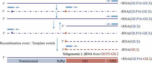 Figure 6. The hypothesis of recombination GII.P16-GII.2: GII.P16-GII.X positive-sense RNA as a template to synthesize negative-sense RNA. This negative-sense RNA and its internal subgenomic RNA are used as templates to synthesize positive-sense genomic RNA and subgenomic RNA respectively. These two positive-sense RNAs serve as template to synthetic negative-sense genomic RNA and subgenomic RNA. Recombination occurs during the process of synthesizing GII.P16-GII.X positive-sense RNA and subgenomic RNA. The RdRp region of the positive-sense RNA initiates synthesis at the promoter (blue triangle) located at the 3′end of negative-sense RNA. However, the process stalls at the ORF1/ORF2 overlap region subgenomic promoter (red triangle) and then switches template to GII.PX-GII.2 negative-sense subgenomic RNA to continue transcription and finally the recombinant strain GII.P16-GII.2 formed.