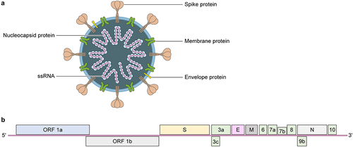 Figure 1. Structure and genomic organization of SARS-CoV-2. The virion (a) consists of an unsegmented, positive ssRNA genome complexed with the nucleocapsid protein (n). Envelope-associated structural proteins include the trimeric spike (s), membrane (m), and envelope (e) proteins. Open reading frames (ORF) 1a and 1b are directly translated into the numerous nonstructural proteins (nsps) that form the replicase-transcriptase complex, including the RdRp. The remaining structural and accessory proteins (3a through 10) are derived from subgenomic mRnas (b). For additional information on coronavirus replication strategies, please see ref [Citation9].