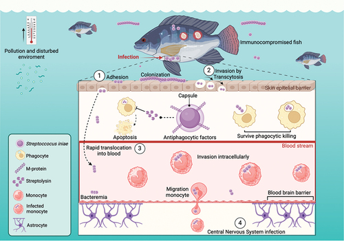 Figure 2. Graphic representation of Streptococcus iniae, pathogenesis process in fish. When a pathogenic microorganism gets into a susceptible host, stress factors interact and infection occurs: (1) recognition and adhesion; (2) invasion through transcytosis; (3) evasion and translocation; (4) the pathogen has successfully invaded the host at this stage and proliferates (adapted from Gnanagobal & Santander, 2022). Image created using Biorender.