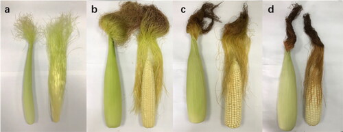 Figure 1. Four maturity stages of corn. (a) Silking stage; (b) blister stage; (c) milky stage; (d) dough stage.