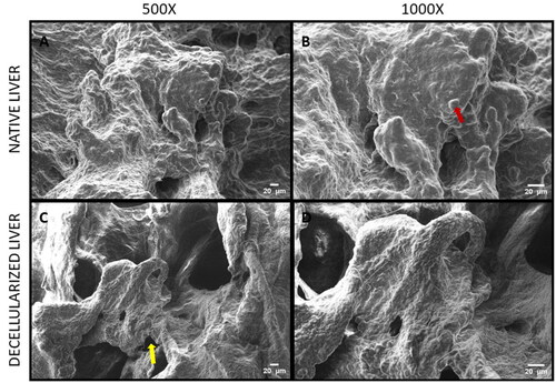 Figure 5. Scanning Electron Micrograph acquired at 10 kV (A) Mice native liver tissue at 500X magnification, (B) Mice native liver tissue at 1000X magnification, (C) Mice decellularized liver tissue at 500X magnification, and (D) Mice decellularized liver tissue at 1000X magnification.