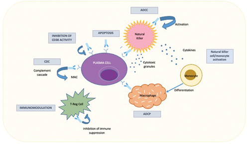 Figure 1. Functions of isatuximab within the multiple myeloma microenvironment.