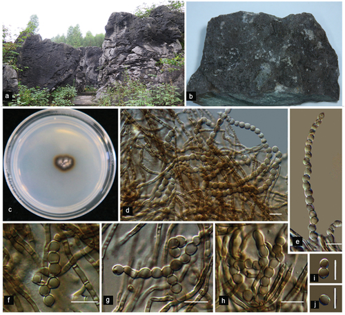 Figure 1. Sampling site and culture of Cladophialophora brunneola (CGMCC 3.18770). (a) Landscape of sampling site. (b) Rocks bearing black colonies. (c) Colony on 2% MEA after 4 weeks. (d–h) Conidial chains. (i, j) Conidia. Scale bars = 10 µm.