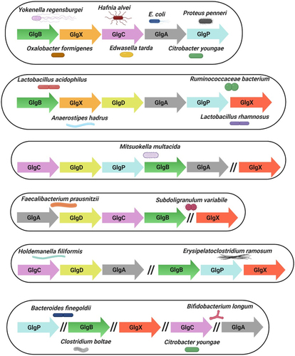 Figure 4. Genetic organization of glycogen genes in gut commensal bacteria.