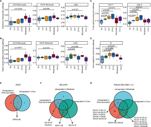 Figure 8. Comparison of the immunological features induced by BBIBP-CorV vaccination and SARS-CoV-2 infection. A and B. Box plots showing the expression of the interleukin-6 production pathway (A) and the tumour necrosis factor production pathway (B) in CD14+ monocytes, CD16+ monocytes and mDCs derived from the BV group (n = 9), 1V7 group (n = 6), 2V7 group (n = 6), 2V14 group (n = 6), moderate group (n = 6) and conv group (n = 11). Groups are shown in different colours. All box plots display the median, 25th and 75th percentiles, and whiskers extending to the maximum and minimum data points. Data were analyzed by an unpaired Mann–Whitney U-test. A p value< 0.05 was considered statistically significant. C. Box plots showing the expression of the T cell cytokine production pathway in CD4+ and CD8+ T cells derived from the BV group (n = 9), 1V7 group (n = 6), 2V7 group (n = 6), 2V14 group (n = 6), moderate group (n = 6) and conv group (n = 11). Groups are shown in different colours. All box plots display the median, 25th and 75th percentiles, and whiskers extending to the maximum and minimum data points. Data were analyzed by an unpaired Mann-Whitney U-test. A p value< 0.05 was considered statistically significant. D. Box plots showing the expression of the immunoglobulin production pathway in B cells derived from the BV group (n = 9), 1V7 group (n = 6), 2V7 group (n = 6), 2V14 group (n = 6), moderate group (n = 6) and conv group (n = 11). Groups are shown in different colours. All box plots display the median, 25th and 75th percentiles, and whiskers extending to the maximum and minimum data points. Data were analyzed by an unpaired Mann-Whitney U-test. A p value< 0.05 was considered statistically significant. E. Venn diagrams showing the upregulated IGHV gene numbers for the post-vaccination and conv groups compared with the BV group. F. Venn diagrams similar to E, but for the IGKV/LV gene in the post-vaccination, moderate and conv groups. G. Venn diagrams similar to F, but for the V-J gene pairs for the BCR heavy and light chains. To be considered upregulated post-vaccination, the genes had to be upregulated in at least one of the three groups (1V7, 2V7 or 2V14). Conv, convalescent patients. BV group, before vaccination. 1V7 group, 7 days after the first vaccination. 2V7 group, 7 days after the second vaccination. 2V14 group, 14 days after the second vaccination.