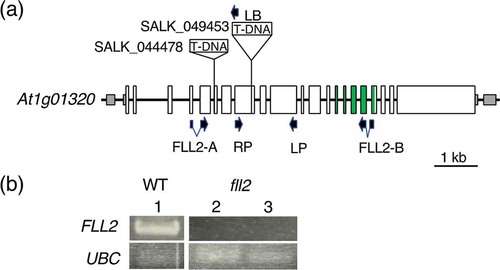 Figure 1. Isolation of the fll2 mutant. (a) Schematic representation of the structure of the AtFLL2 gene, positions of T-DNA insertions in the SALK_049453 and SALK_044478 mutants, and sites of PCR primers. Exons are shown by boxes, in which the coding regions and untranslated regions are indicated by large open boxes and small shaded boxes, respectively. Regions corresponding to the TPR motifs are shown by open green boxes. (b) Detection of the transcripts in the mutant lines. FLL2 and UBC indicate the results of RT-PCR for the WT and mutant lines using the primers for the AtFLL2 and UBC genes, respectively. Numbers 1 to 3 indicate WT, SALK_049453, and SALK_044478, respectively. The UBC gene (At5g25760) was used as a control