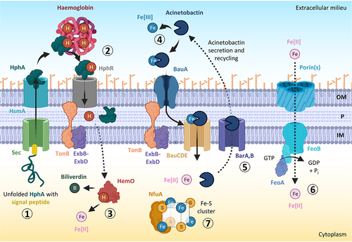 Figure 3. Iron acquisition, utilization, and storage mechanisms in A. baumannii. the haem scavenger HphA is translocated via the sec-dependent pathway and secreted outside the cell by the haemophilin secretion modulator HsmA (step 1). The haemophilin HphA delivers haem to its receptor, HphR, facilitating haem transport across the outer membrane by the concerted action of an inner membrane TonB complex (step 2). The enzyme HemO causes iron release from haem for use by the cell (step 3). The acinetobactin siderophore binds extracellular ferric iron (Fe[III]) with high affinity, and uses the BauA TonB-dependent outer membrane receptor and an inner membrane ATP-binding cassette (ABC) transporter composed of BauC, BauD, and BauE to deliver iron inside the cell (step 4). Acinetobactin can be recycled by the BarA/BarB siderophore secretion system (step 5). The GTP-dependent FeoAB system located in the cytoplasmic membrane is involved in the import of ferrous iron (Fe[II]) (step 6). NfuA is a cytoplasmic Fe-S cluster protein needed for intracellular iron storage and utilization (step 7). Abbreviations: OM, outer membrane; P, periplasm; IM, inner membrane. Figure created with Biorender.
