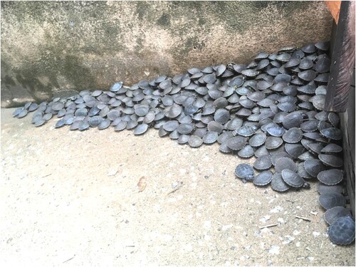Figure 4. Arrau turtle hatchlings. Source: Author’s collection.Note: Arrau turtle hatchlings at ICMBio’s Tabuleiro base on the Trombetas River.