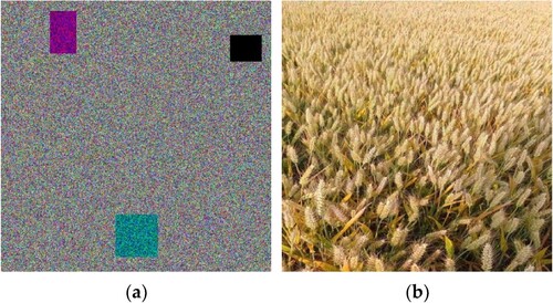 Figure 4. Wheat image encryption with missing pixels. (a) Encrypted image; (b) Decrypted image.