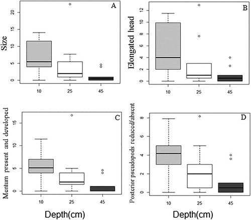 Figure 6 Percentage of chironomid morphological characteristics on different depths at sampling sites in Tijuca River, Rio de Janeiro. A, body size; B, elongated head; C, mentum present and developed versus depth; D, posterior pseudopods reduced or absent versus depth.